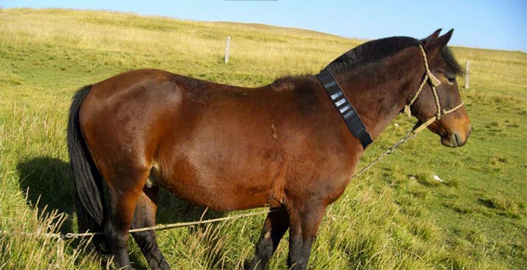 GPS трекеры для слежения за лошадьми