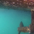Подводный дрон Chasing M2 ROV (200 м) фото 26