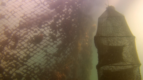 Подводный дрон Chasing M2 ROV (100 м) фото 34