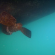 Подводный дрон Chasing M2 ROV (200 м) фото 28